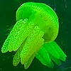 Potofslicedlemons's avatar