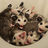 Pouch-of-Possums's avatar