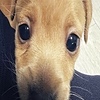 pPepsi's avatar