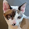 Prancing-Wolf's avatar