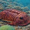 PrehistoricCollage's avatar