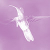 Pseudolibre's avatar