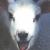 PsychoLamb's avatar