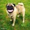 pugbelly's avatar