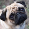 Puggoz's avatar