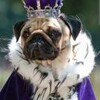 pugmug35's avatar