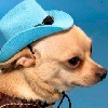 Puppylover5's avatar