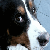 puppyluv94's avatar