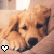 puppyluva1991's avatar