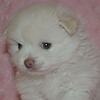 puppymoto's avatar