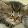 Purdycats's avatar