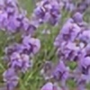 Purple-Lavender's avatar