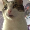 qood-kitty's avatar