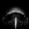 QoQueen's avatar