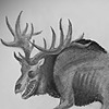 quarkingquantus's avatar