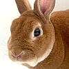 rabbitify's avatar