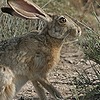 rabbittarabbit's avatar
