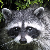 Raccoon-Army's avatar