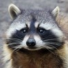 raccoon478's avatar