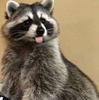 raccoondumpster's avatar