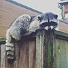 RaccoonTotem's avatar
