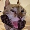 RainbowDolf's avatar