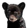 RampantLionDesign's avatar