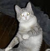 ramune-cat's avatar