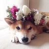 Random-Doggo's avatar