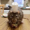 Rat-Chef's avatar