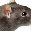 Rat-who-eats-souls's avatar