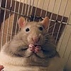 rat26's avatar