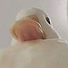 ratqueenthings's avatar