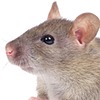 RattyCakes's avatar
