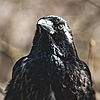 raven-sister's avatar