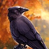 RavenInASweater's avatar