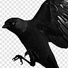 RavenLord20's avatar