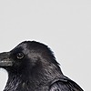 ravensandsharks's avatar