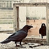 ravensmimic's avatar