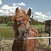 razorhoofy's avatar