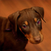 RazzyTheDoberman's avatar