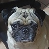 rebanadasdepan's avatar