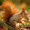 Reddsquirrel95's avatar