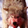 Redwingedwolf's avatar