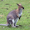 RegularWallaby's avatar