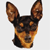 REHTAFA-DOG's avatar