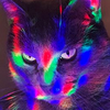 reignofkittens's avatar