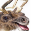 reindeerXtrash's avatar