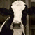 rhodeder's avatar