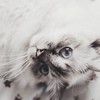 Ringtailedd's avatar